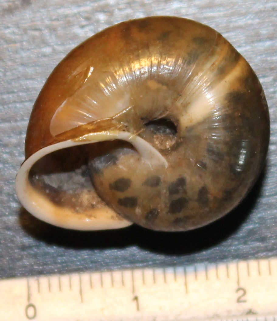 Chilostoma da identificare